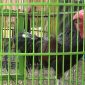 Ayam Bekisar. (Didik/SJ Foto)