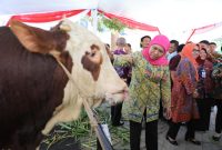 Gubenur Khofifah memantau ternak sapi dalam Rapat Evaluasi dan Peningkatan Kapasitas SDM bersama Menteri Pertanian, Andi Amran Sulaiman di Surabaya, Kamis, 10/10/2019. (Fahmi/ SJ Foto)