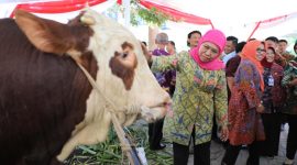 Gubenur Khofifah memantau ternak sapi dalam Rapat Evaluasi dan Peningkatan Kapasitas SDM bersama Menteri Pertanian, Andi Amran Sulaiman di Surabaya, Kamis, 10/10/2019. (Fahmi/ SJ Foto)