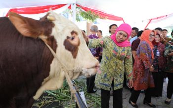 Dorong Swasembada Protein Hewani, Jatim Siap Kirim Inseminator Ke Provinsi Lain Dorong Swasembada Protein Hewani, Jatim Siap Kirim Inseminator Ke Provinsi Lain