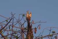INDAH: Sepasang burung Kakatua Jambul Kuning Mini tampak bertengger di salah satu pohon di Pulau Masakambing, Kecamatan Masalembu, Sumenep, Jawa Timur. (Didik/ SJ Foto)
