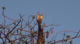 INDAH: Sepasang burung Kakatua Jambul Kuning Mini tampak bertengger di salah satu pohon di Pulau Masakambing, Kecamatan Masalembu, Sumenep, Jawa Timur. (Didik/ SJ Foto)