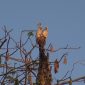 INDAH: Sepasang burung Kakatua Jambul Kuning Mini tampak bertengger di salah satu pohon di Pulau Masakambing, Kecamatan Masalembu, Sumenep, Jawa Timur. (Didik/ SJ Foto)