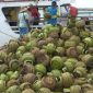 Bongkar muat LPG 3 KG dilakukan di Pelabuhan Gersik Putih, Kalianget, Sumenep, Jawa Timur. (Didik/ SJ Foto/ dok)