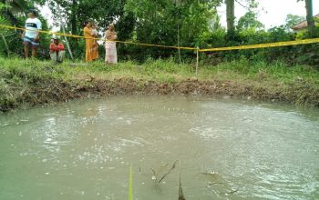 Sawah Bergelembung Hebohkan Warga