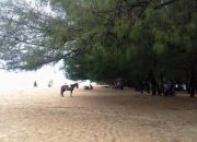 Cemara Udang, Geliat Ekonomi Warga Pesisir Cemara Udang, Geliat Ekonomi Warga Pesisir