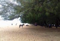 Pantai Lombang, wajah khas pesisir utara Sumenep yang dipenuhi pohon cemara udang. (foto: istimewa)