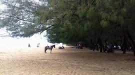 Pantai Lombang, wajah khas pesisir utara Sumenep yang dipenuhi pohon cemara udang. (foto: istimewa) 