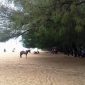Pantai Lombang, wajah khas pesisir utara Sumenep yang dipenuhi pohon cemara udang. (foto: istimewa) 