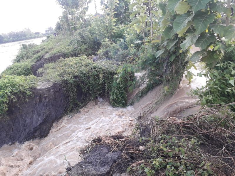 Tanggul Kali Plalangan di Desa Ploso Lebak, Kecamatan Turi, Lamongan jebol dan merendam lahan pertanian dan rumah warga. (Makhrus/SJ Foto)