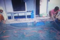 Pemilik keramba apung sedang melihat ikan yang dibudidayakan di perairan Pulau Sitabok, Kecamatan Sapeken, Sumenep, Jawa Timur. (mg2/SJ Foto) 