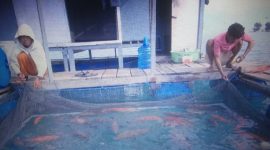 Pemilik keramba apung sedang melihat ikan yang dibudidayakan di perairan Pulau Sitabok, Kecamatan Sapeken, Sumenep, Jawa Timur. (mg2/SJ Foto) 