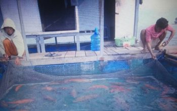 Wisata Keramba Apung, Berburu Ikan Segar di Pulau Sapeken Wisata Keramba Apung, Berburu Ikan Segar di Pulau Sapeken