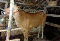 Polisi amankan barang bukti seekor sapi yang dicuri tersangka. (Foto Istimewa)