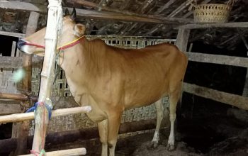 Pelaku Curwan Dibekuk