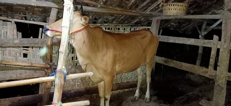 Polisi amankan barang bukti seekor sapi yang dicuri tersangka. (Foto Istimewa)