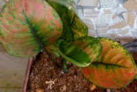 Tanaman Aglonema, cocok dijadikan hiasan dalam ruangan. (Mg 3/SJ Foto)