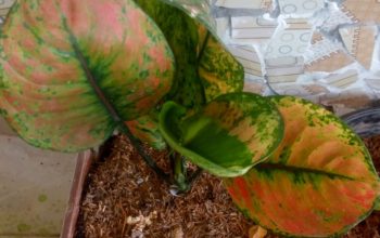 Harga Aglonema Naik Daun Harga Aglonema Naik Daun