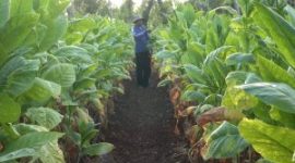 Petani sedang memanen tembakau. (Dok/SJ Foto)