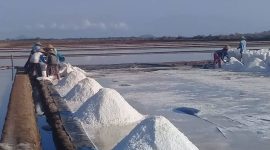 Aktifitas petani garam menjadi pemandangan unik saat bersepeda di lahan pegaraman. (SJ Foto)