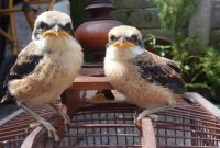Burung Cendet banyak ditemui di Kecamatan Sepudi, Kabupaten Sumenep, Jawa Timur. (SJ Foto)
