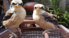 Burung Cendet banyak ditemui di Kecamatan Sepudi, Kabupaten Sumenep, Jawa Timur. (SJ Foto)