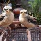 Burung Cendet banyak ditemui di Kecamatan Sepudi, Kabupaten Sumenep, Jawa Timur. (SJ Foto)