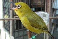 Burung Pleci asal Pulau Masakambing, Kecamatan Masalembu, Sumenep, Jawa Timur. (Mg1/red)