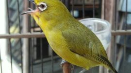 Burung Pleci asal Pulau Masakambing, Kecamatan Masalembu, Sumenep, Jawa Timur. (Mg1/red)