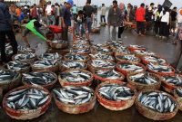 Nelayan Ambunten menurunkan hasil tangkapan ikan. (Foto istimewa)