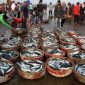 Nelayan Ambunten menurunkan hasil tangkapan ikan. (Foto istimewa)