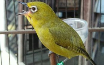 Pleci, Burung Berkacamata