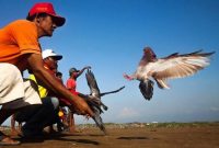 Warga beradu cepat burung dara. (Foto istimewa)
