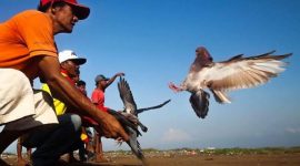 Warga beradu cepat burung dara. (Foto istimewa)