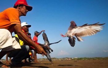 Adu Cepat Burung Dara