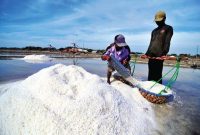 Petani panen garam di lahan pegaraman Kecamatan Kalianget, Sumenep, Jawa Timur. (Foto istimewa)