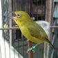 Burung Pleci asal Pulau Masakambing, Kecamatan Masalembu, Sumenep, Jawa Timur. (Mg1/red)