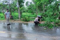 Petugas dibantu warga memotong batang pohon yang tumbang di Jl. Raya Sumenep-Pamekasan KM 21, Desa Saronggi, Kecamatan Saronggi, Sumenep, Senin, 7/12/2020. (SJ Foto)