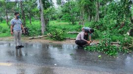 Petugas dibantu warga memotong batang pohon yang tumbang di Jl. Raya Sumenep-Pamekasan KM 21, Desa Saronggi, Kecamatan Saronggi, Sumenep, Senin, 7/12/2020. (SJ Foto)