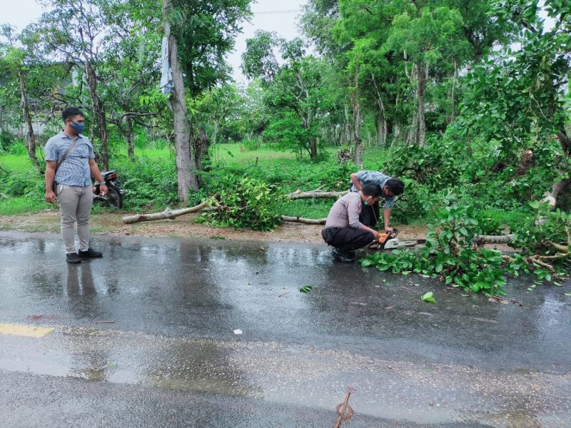 Petugas dibantu warga memotong batang pohon yang tumbang di Jl. Raya Sumenep-Pamekasan KM 21, Desa Saronggi, Kecamatan Saronggi, Sumenep, Senin, 7/12/2020. (SJ Foto)