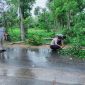 Petugas dibantu warga memotong batang pohon yang tumbang di Jl. Raya Sumenep-Pamekasan KM 21, Desa Saronggi, Kecamatan Saronggi, Sumenep, Senin, 7/12/2020. (SJ Foto)