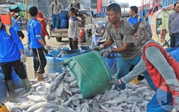 Perdagangan Komoditas Kelautan-Perikanan Teluk Saleh