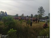 Breaking News,: Ratusan Pedagang Sapi Di Sumenep Nekat Jualan Dimasa Pandemi
