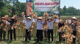Foto:Kepala Dispertahortbun Sumenep, Arif Firmanto Saat melaksanakan penen raya jagung nusantara di Desa Gadu Barat, Kecamatan Ganding. 