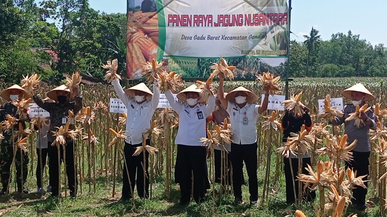 Foto:Kepala Dispertahortbun Sumenep, Arif Firmanto Saat melaksanakan penen raya jagung nusantara di Desa Gadu Barat, Kecamatan Ganding.