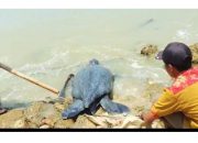 Heboh, Warga Pagarbatu Temukan Penyu Belimbing Seberat 80Kg