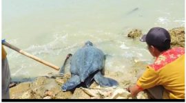 Foto: Pemdes Pagarbatu Saat Melepaskan Kembali Penyu Belimbing Yang Ditemukan Warga.