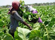 DBHCT Sumenep Rp.40,9 Miliar, Siapa diuntungkan?