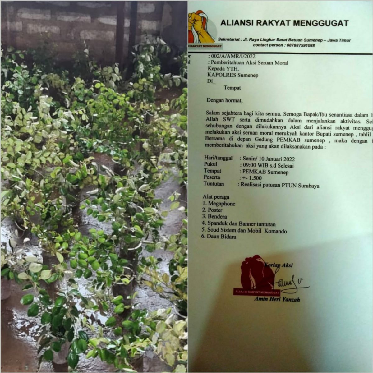 Foto: Ratusan Pohon Bidara Yang akan ditanam di halaman Pemkab Sumenep