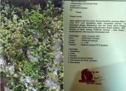 Ratusan Pohon Bidara Akan Ditanam Di Pemkab Sumenep, Kurniadi: Sebagai Simbol Kantor Tersebut Dihuni Banyak Jin Ratusan Pohon Bidara Akan Ditanam Di Pemkab Sumenep, Kurniadi: Sebagai Simbol Kantor Tersebut Dihuni Banyak Jin